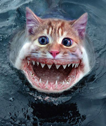 Cat Shark Funny Picture